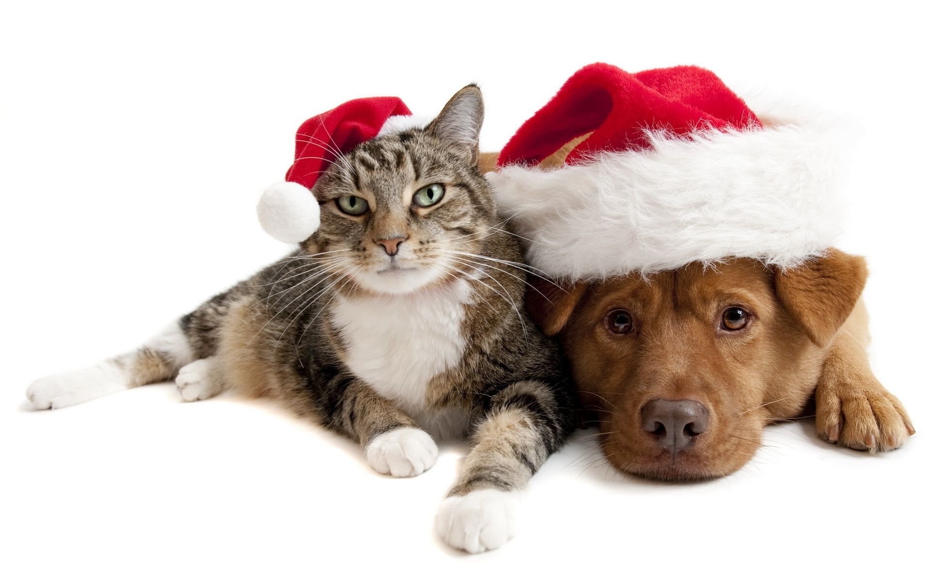 Wallpaper Christmas cat and dog 1920x1200 HD Picture, Image