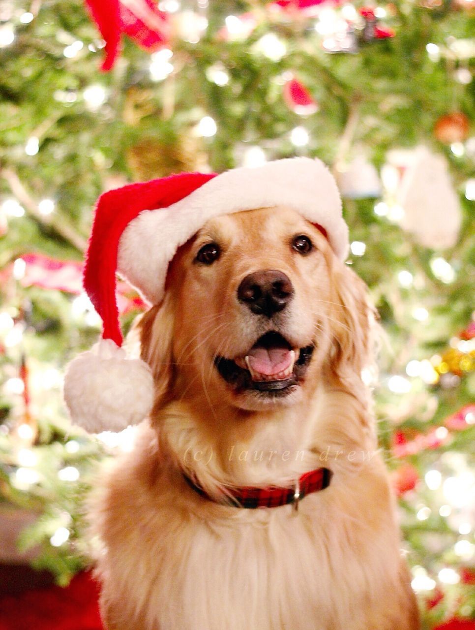 Eleanor MacGuire. Dog christmas picture, Golden retriever christmas, Cute dogs breeds