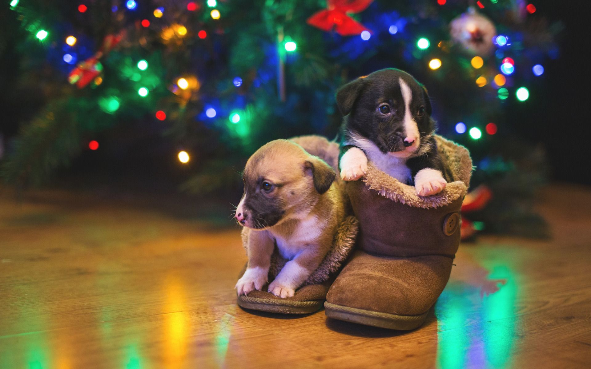 Download wallpaper New Year, puppies, small dogs, pets, Christmas, cute animals for desktop with resolution 1920x1200. High Quality HD picture wallpaper