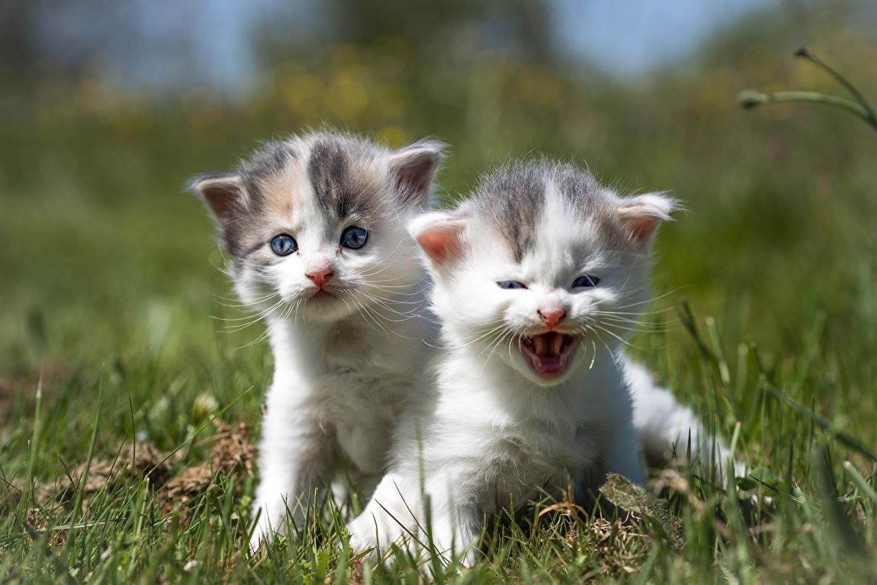 Desktop Wallpaper Kittens Cats sweet Two Grass animal
