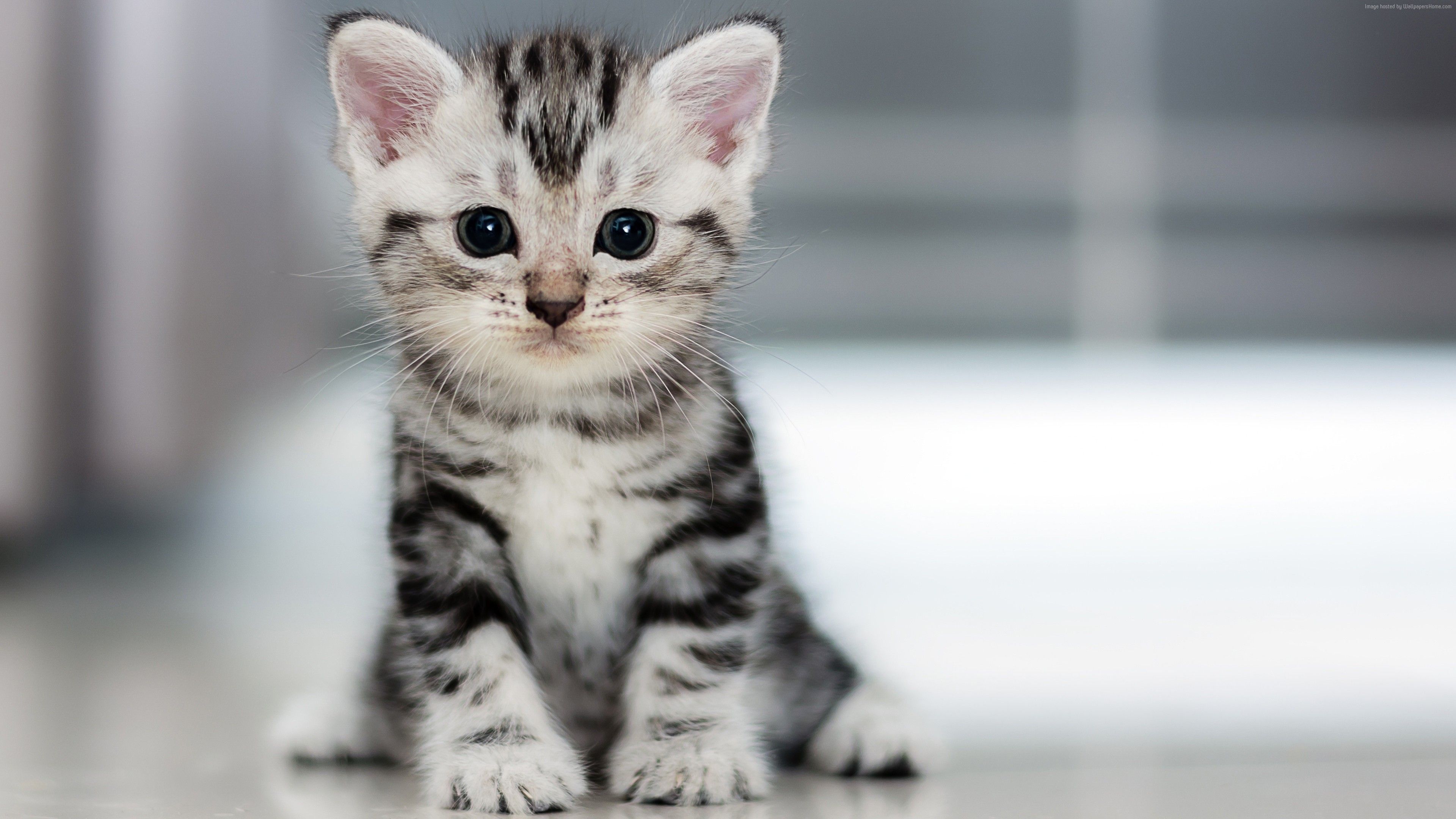 Wallpaper Kitten, Cat, cute, 4K, Animals Wallpaper Download Resolution 4K Wallpaper