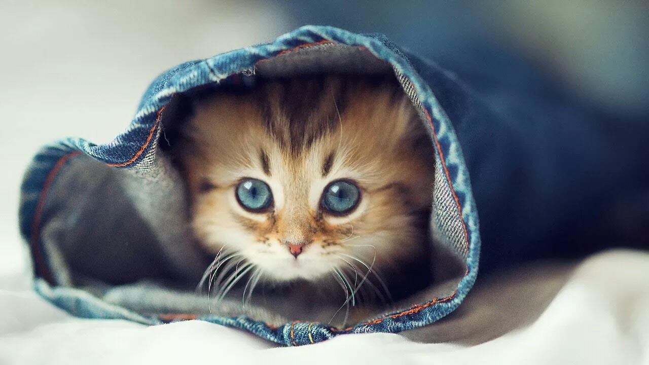 Adorable Cat Wallpaper