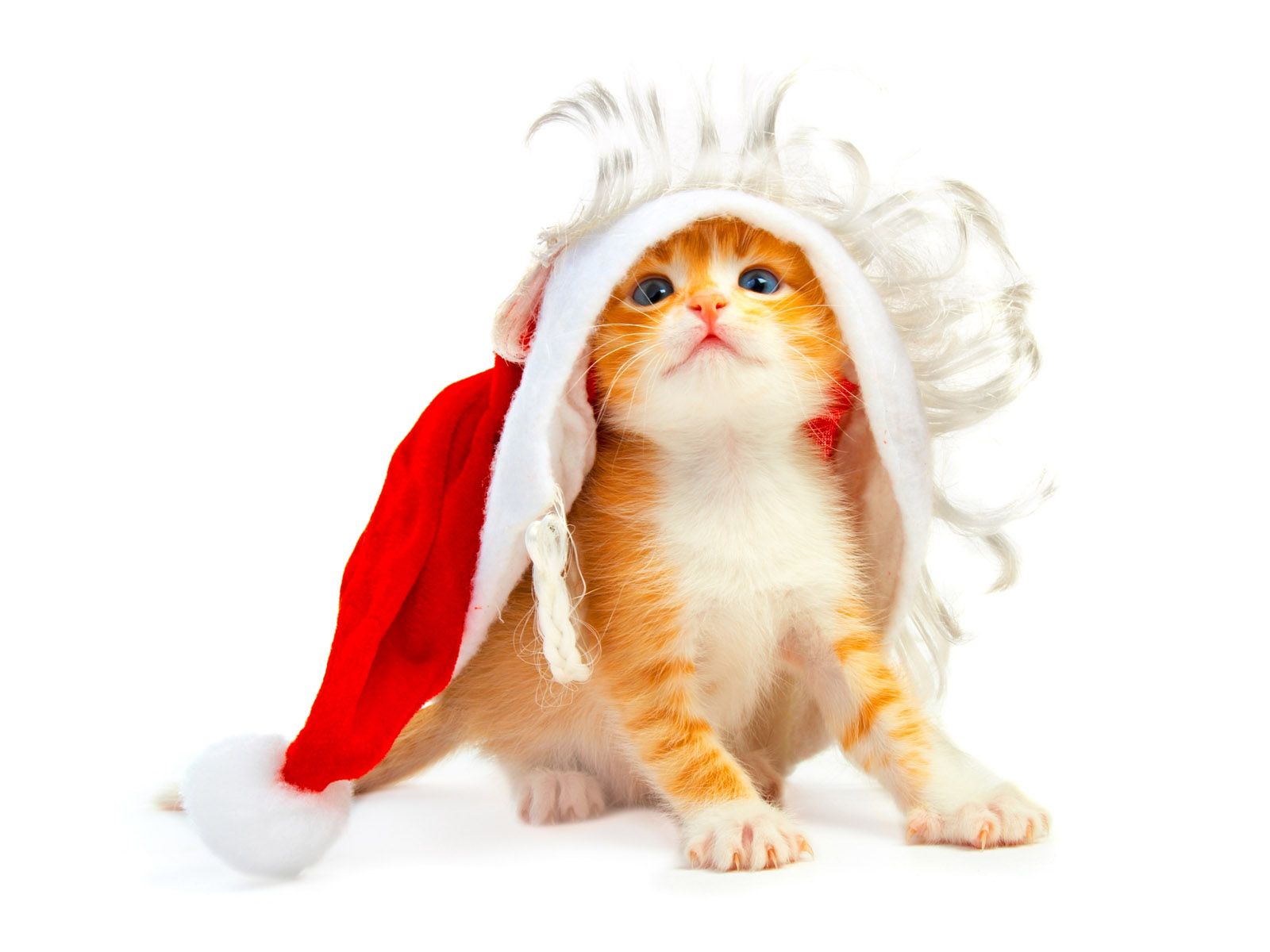 Funny Little Kitten with Red Christmas Hat < Animals < Natural < Desktop Wallpaper