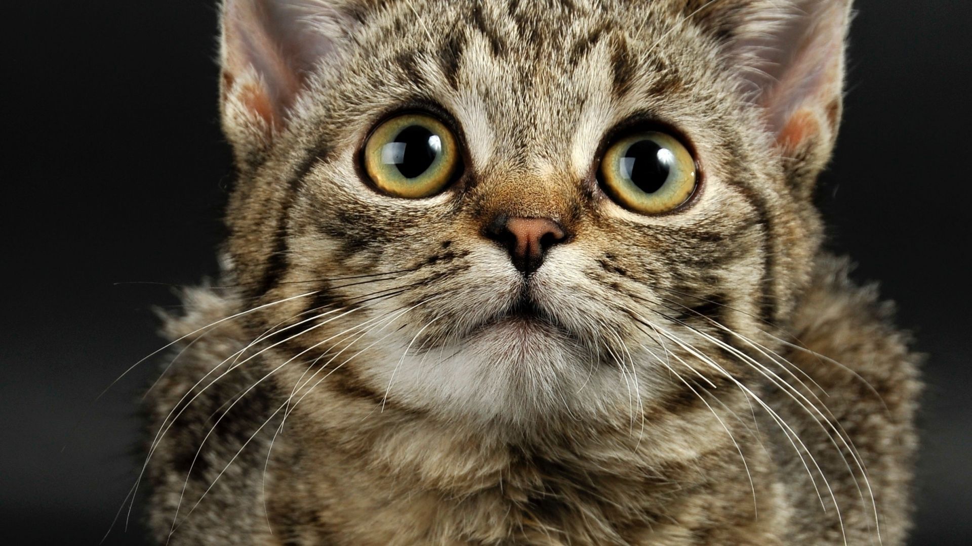 Desktop wallpaper cute, kitten, animal, pet, HD image, picture, background, b22894