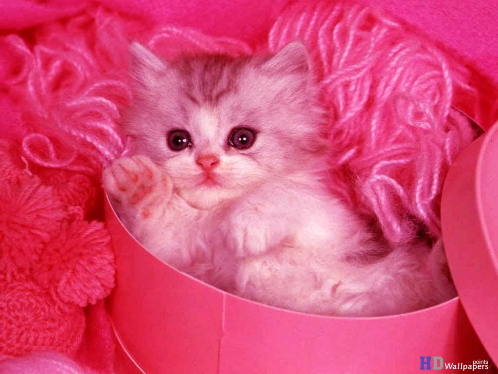 Cool Beautiful Pink Cute Kittens Wallpaper