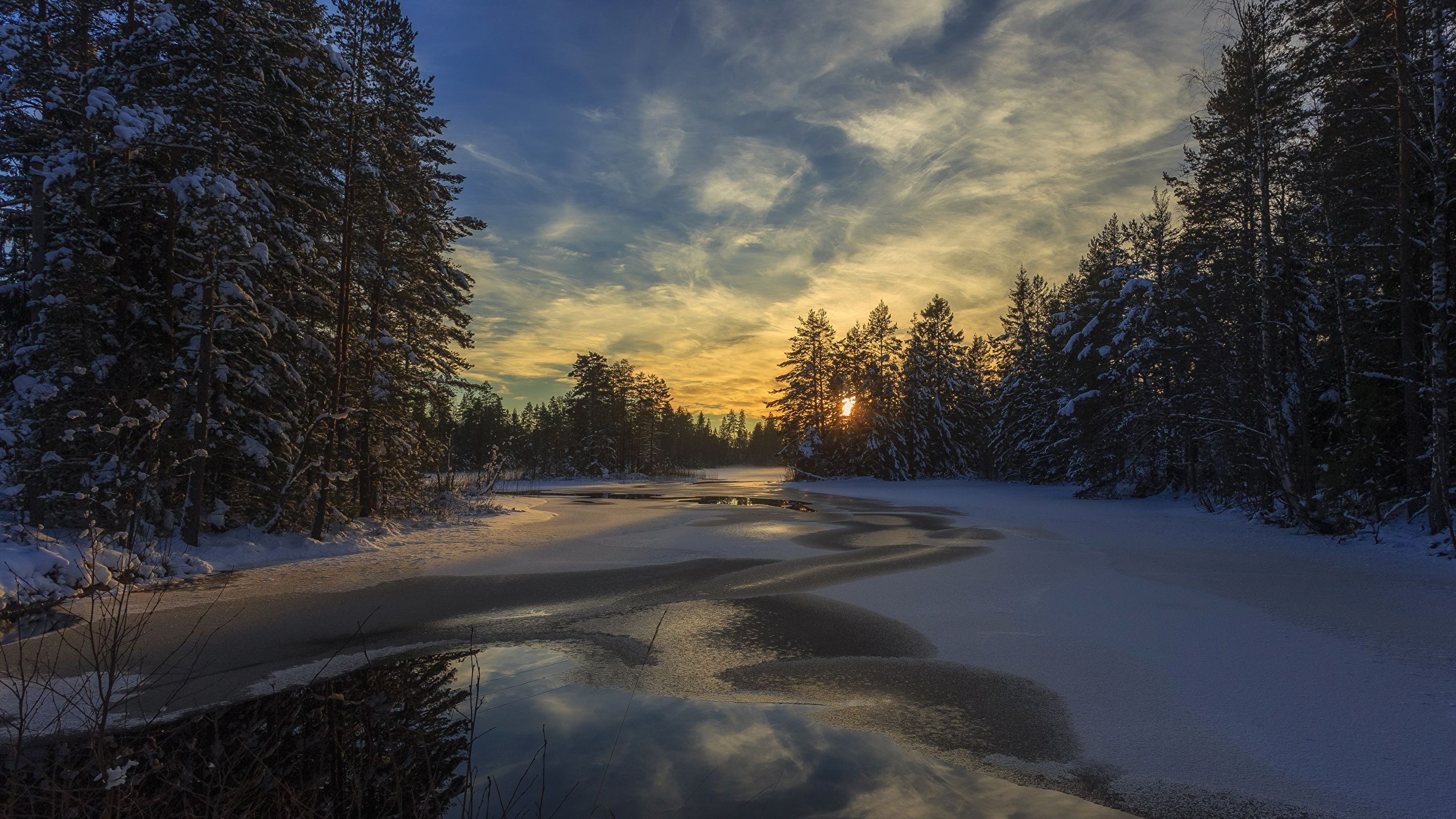 Picture Sweden Arvika Nature Spruce Winter Sky Snow 2560x1440