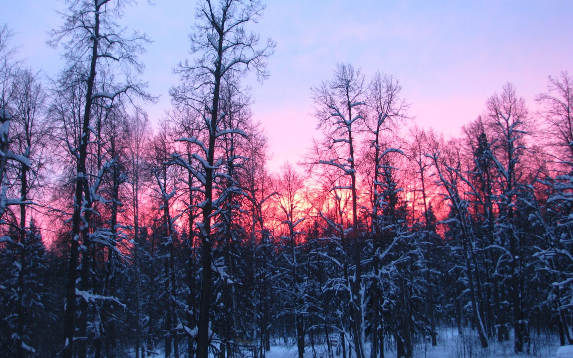 Download 1920x1200 Wallpaper Winter, Evening, Sunset, Nature, Tree, Widescreen 16: Widescreen, 1920x1200 HD Image, Background, 23785