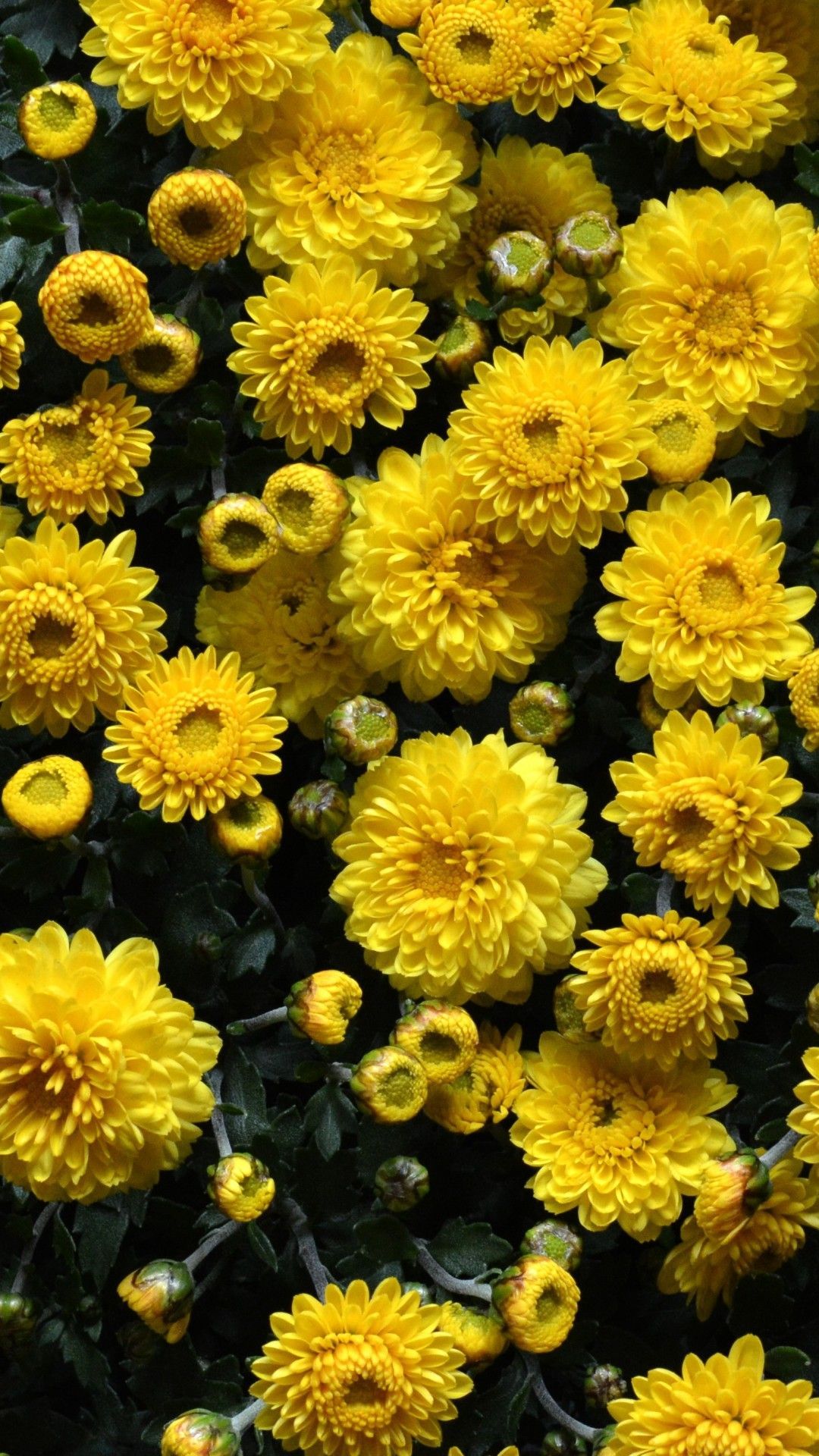 Yellow Flowers iPhone Wallpaper For iPhone Is 4K Wallpaper. Flower iphone wallpaper, Yellow flower wallpaper, iPhone background nature