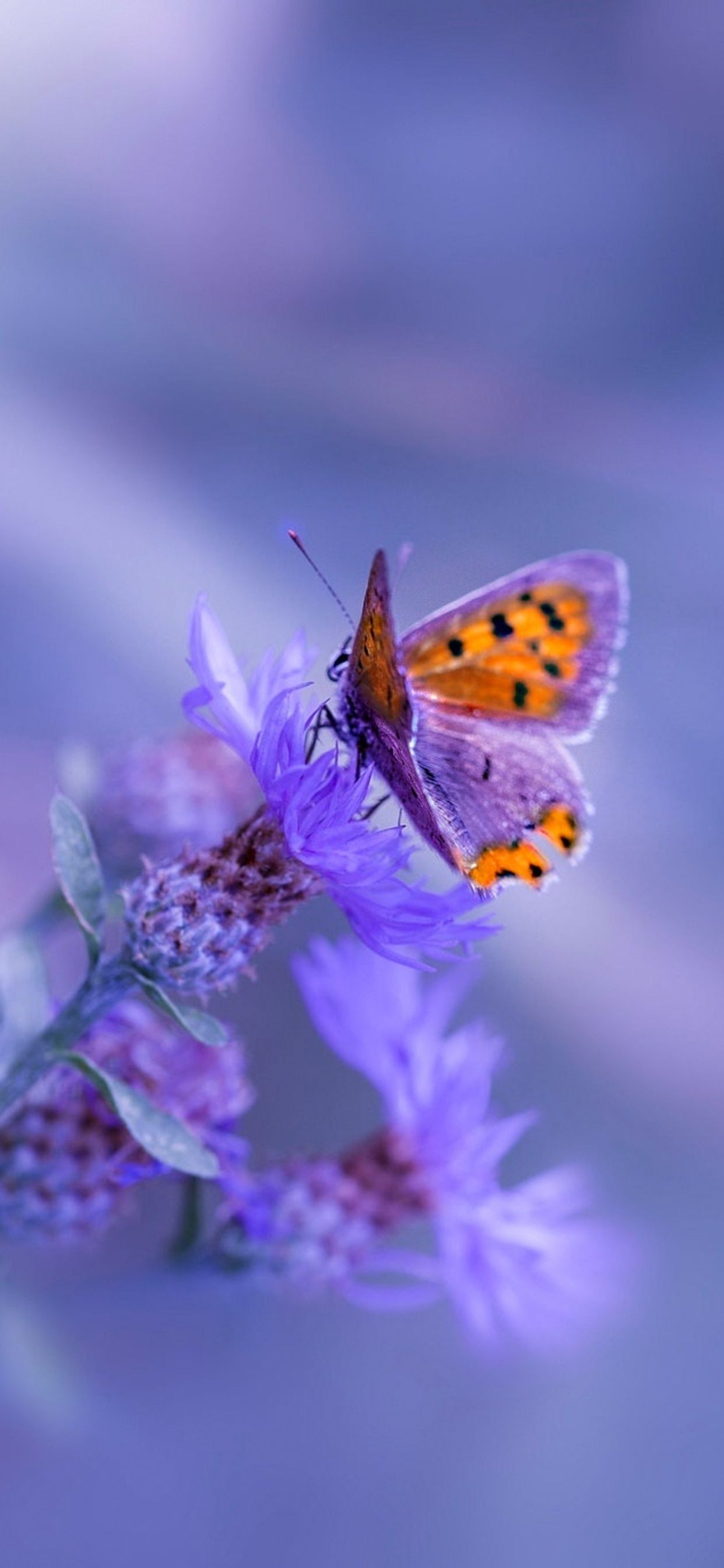 Butterfly Purple Flower iPhone XS MAX HD 4k Wallpaper, Image, Background, Photo and Picture