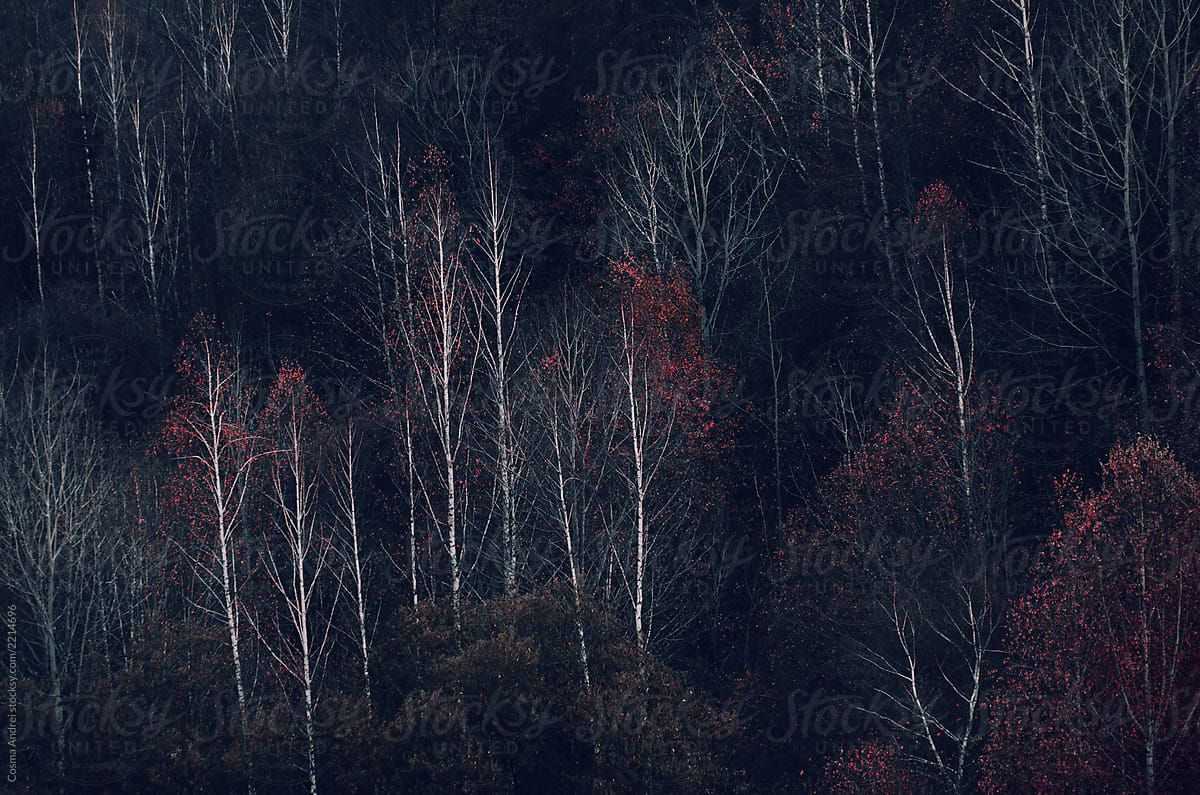 Dark autumn forest background by Cosma Andrei, Dark