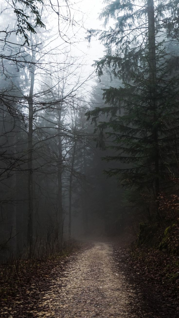 Best aesthetics. moody tones image in 2020. Foggy forest, Foggy weather, Scenery picture
