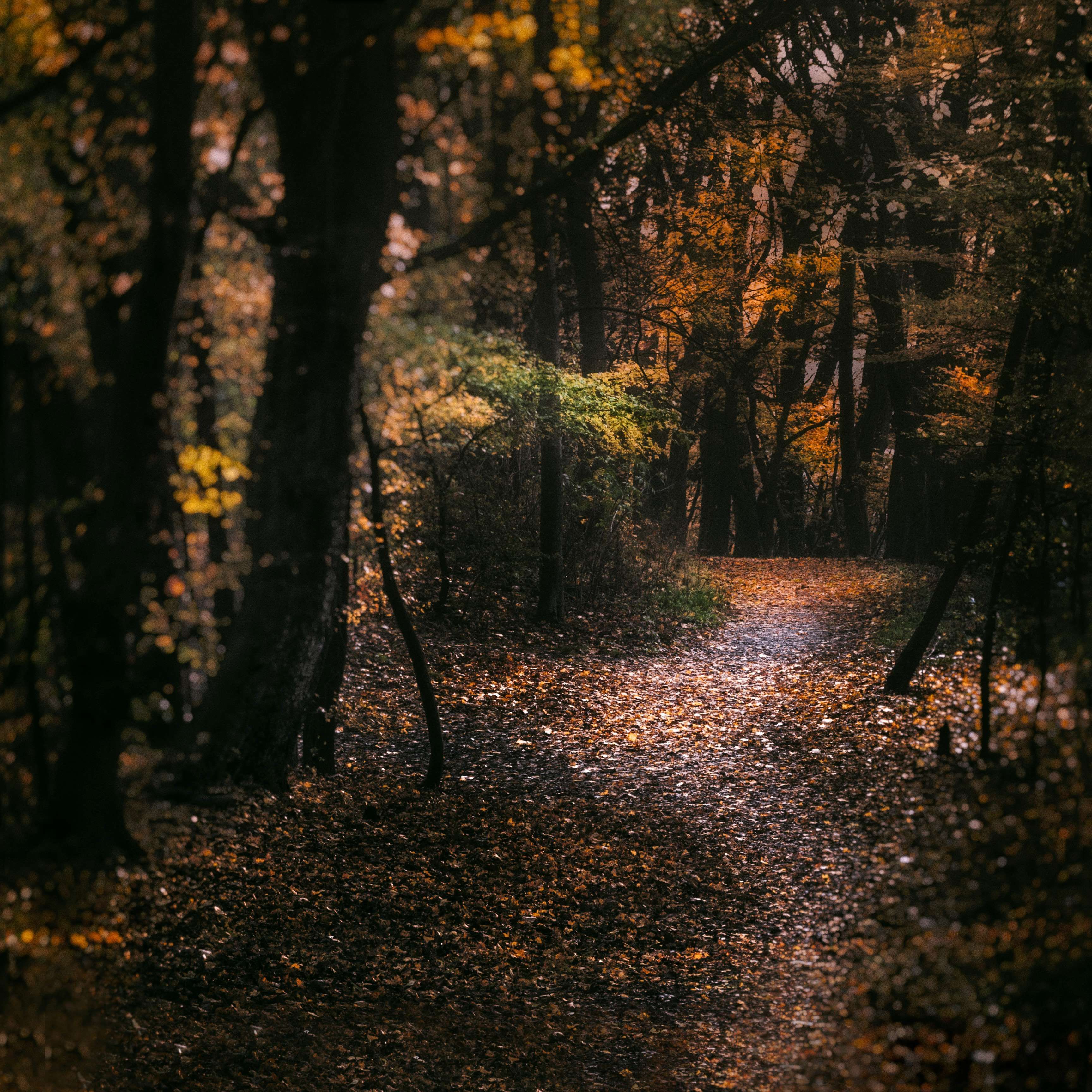 austria #autumn #autumn leaves #autumn mood forest #autumnal #away #colors of autumn #dark #fall leaves #foot path. Forest wallpaper, Yellow leaf trees, Forest