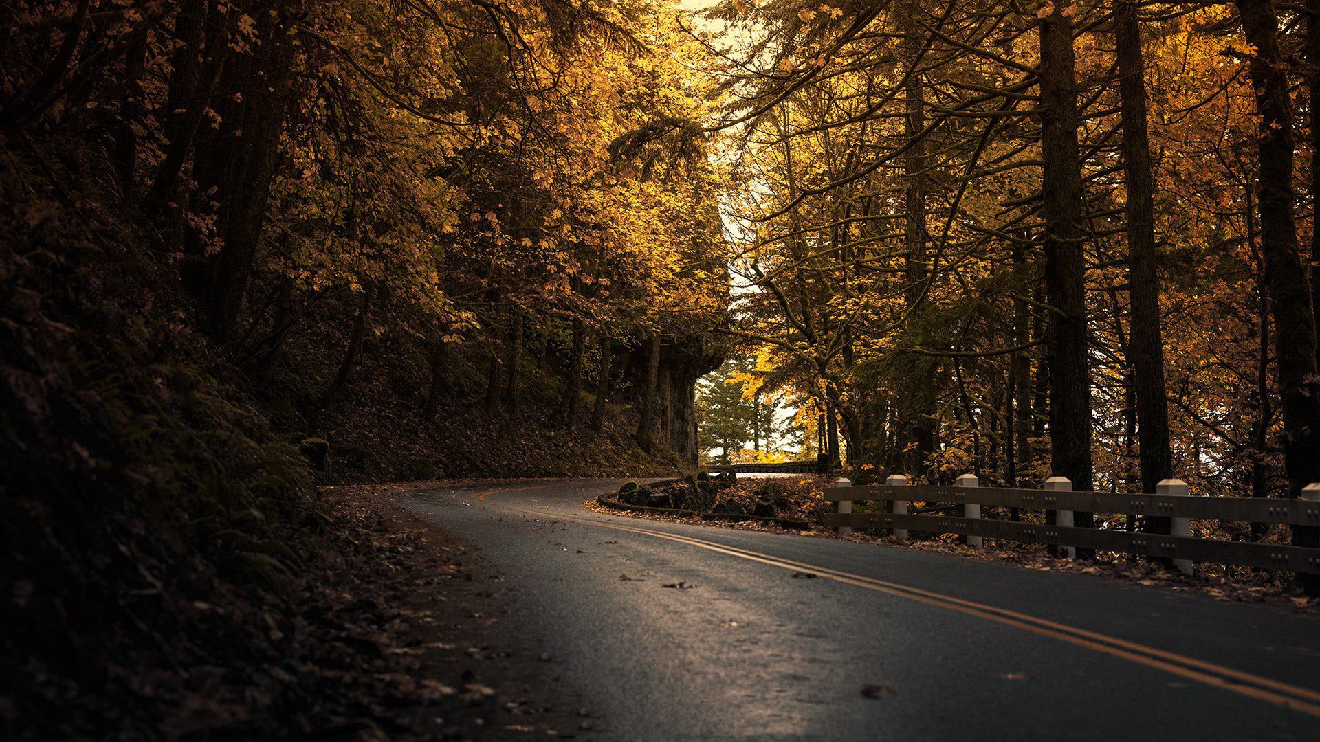 Wallpaper. Golden autumn. photo. picture. road, dark, autumn, tree, leaves