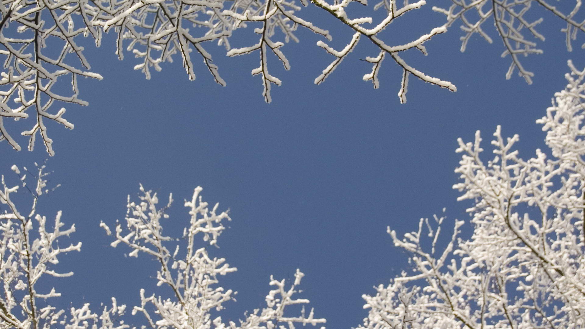 Blue, wallpaper, sky, tree, white, christmas, desktop, cute, image