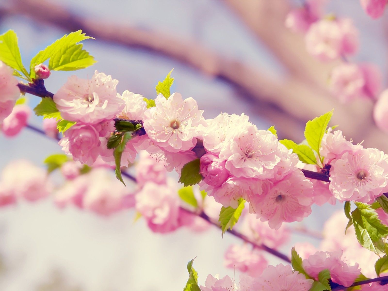 Japanese Cherry Blossom wallpapers