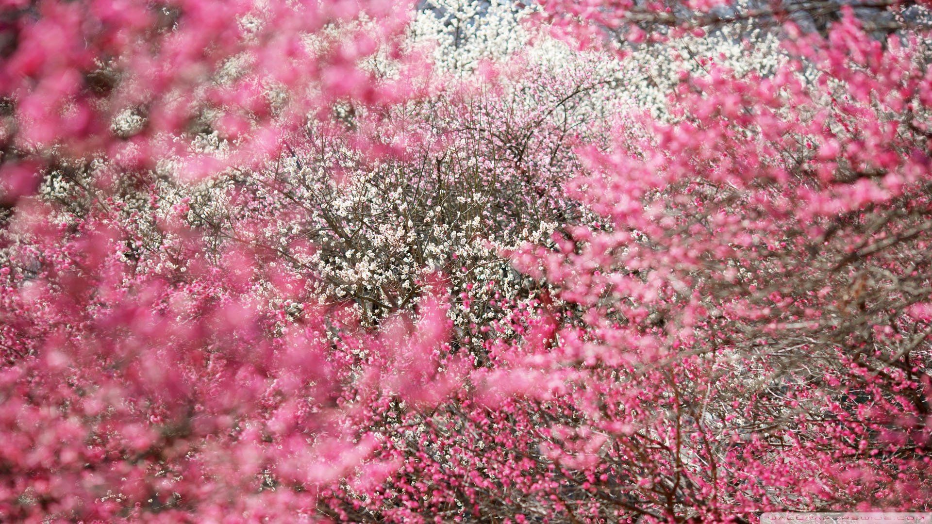 Japanese Cherry Blossom Wallpaper 1920x1080