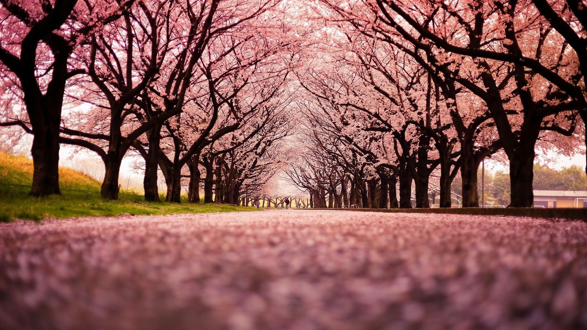 Japanese Cherry Blossom Wallpaper 1920×1080