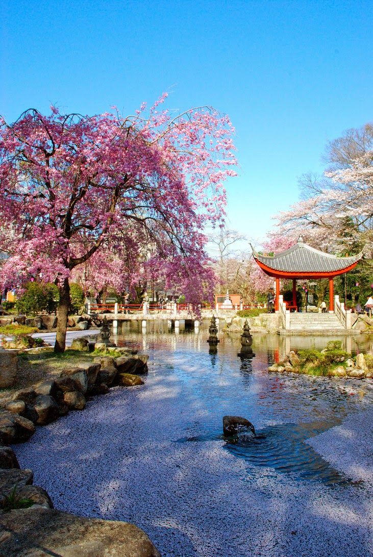 japanese cherry blossom garden wallpaper