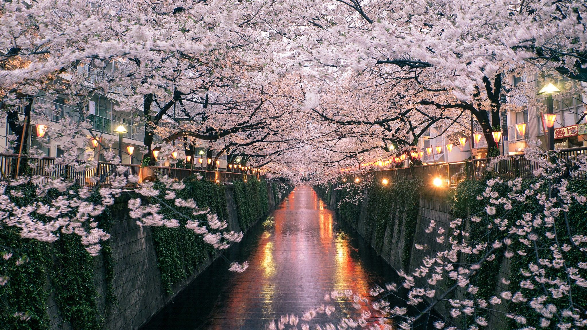 The Best Tokyo Neighborhood for Seeing Japan's Cherry Blossoms. Condé Nast Traveler