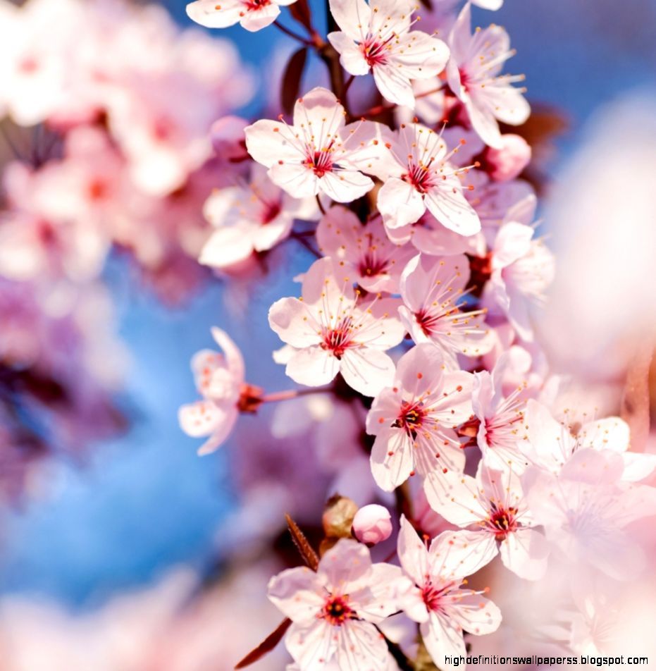 Japanese Cherry Blossom Blossom Wallpaper iPad