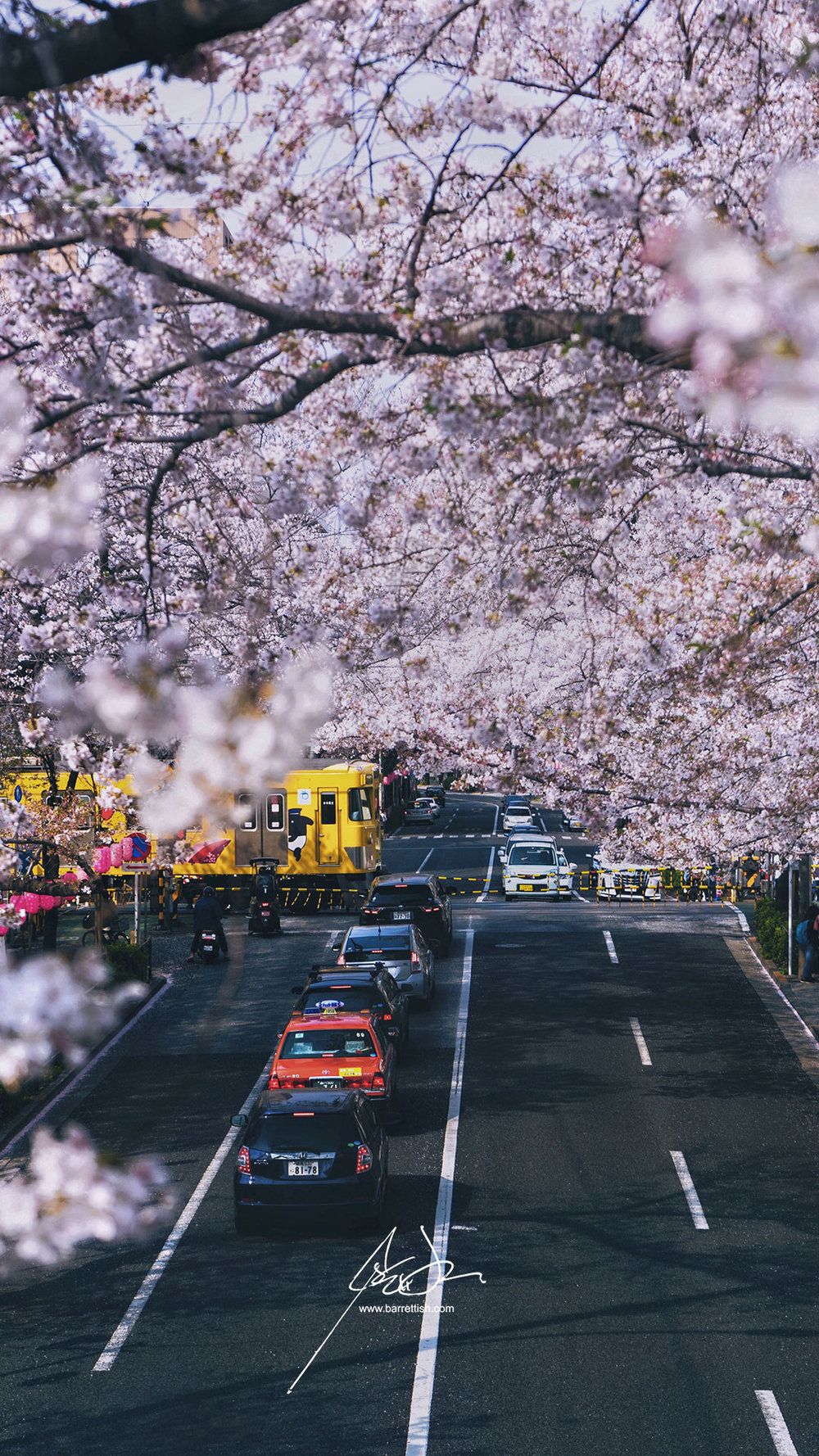 Free Japanese Cherry Blossom Smartphone Wallpaper