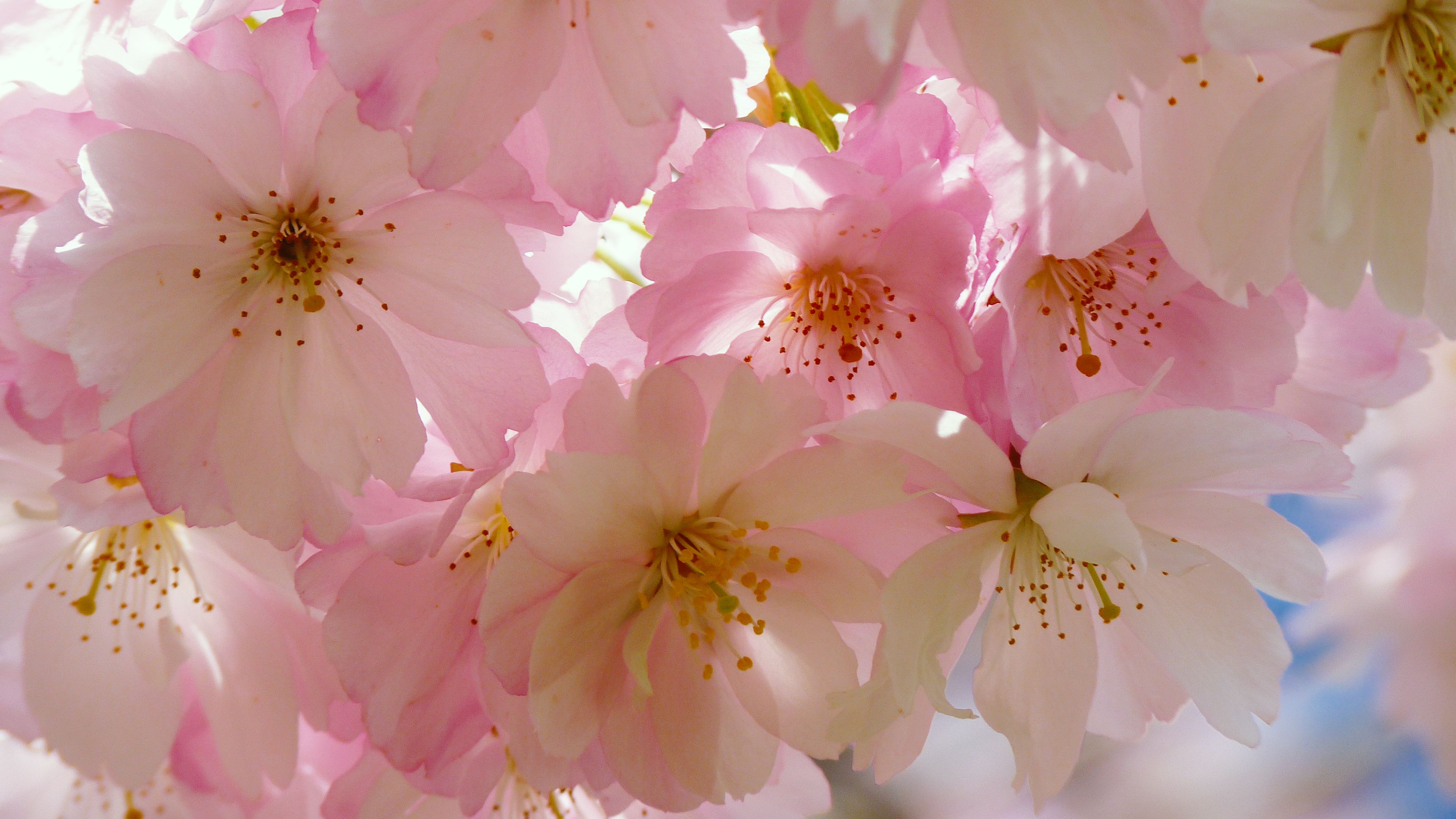 Japanese Cherry Blossom Chromebook Wallpaper