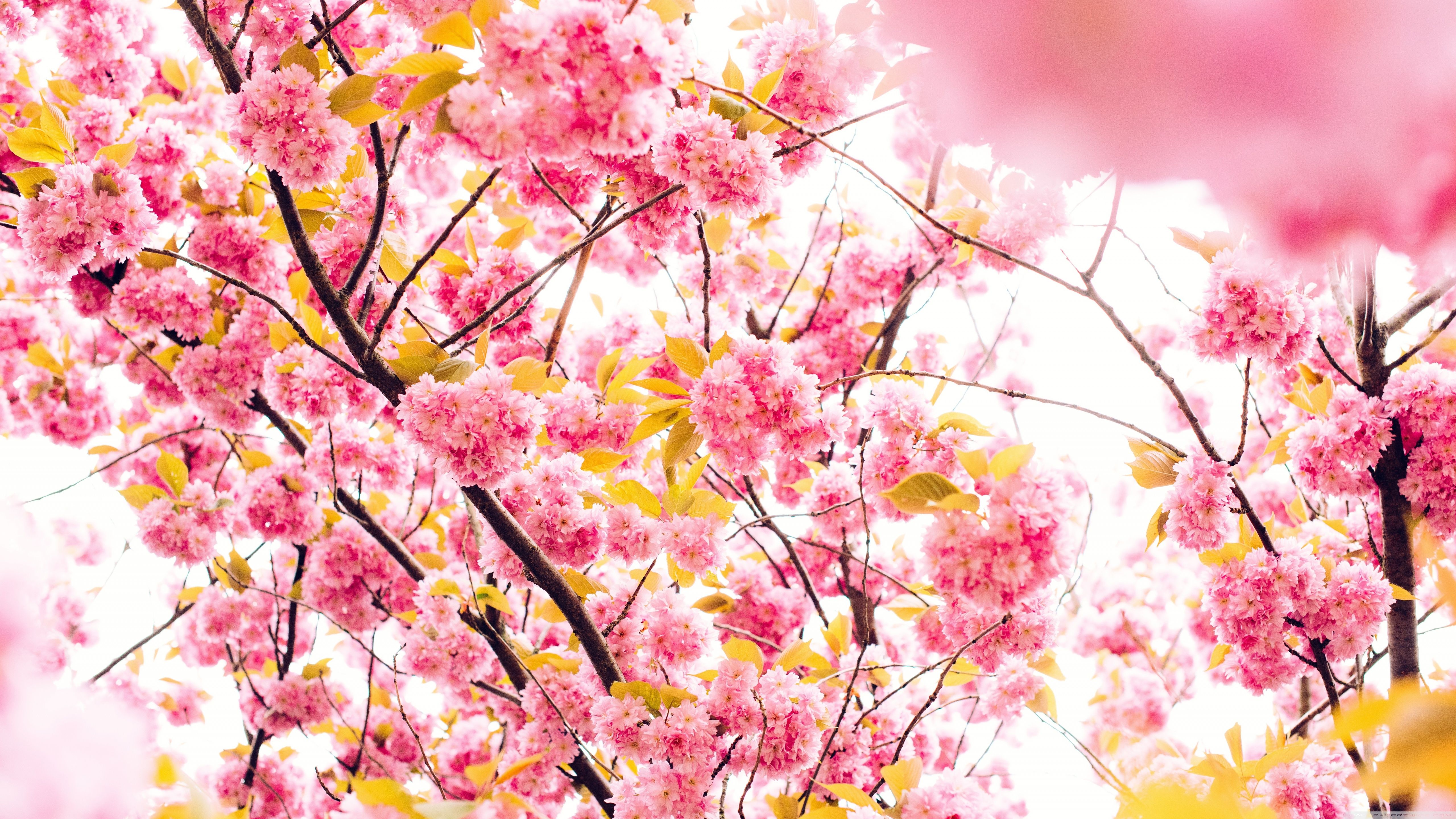 Japanese Cherry Blossom Tree Ultra HD Desktop Background Wallpaper for 4K UHD TV, Widescreen & UltraWide Desktop & Laptop, Multi Display, Dual Monitor, Tablet