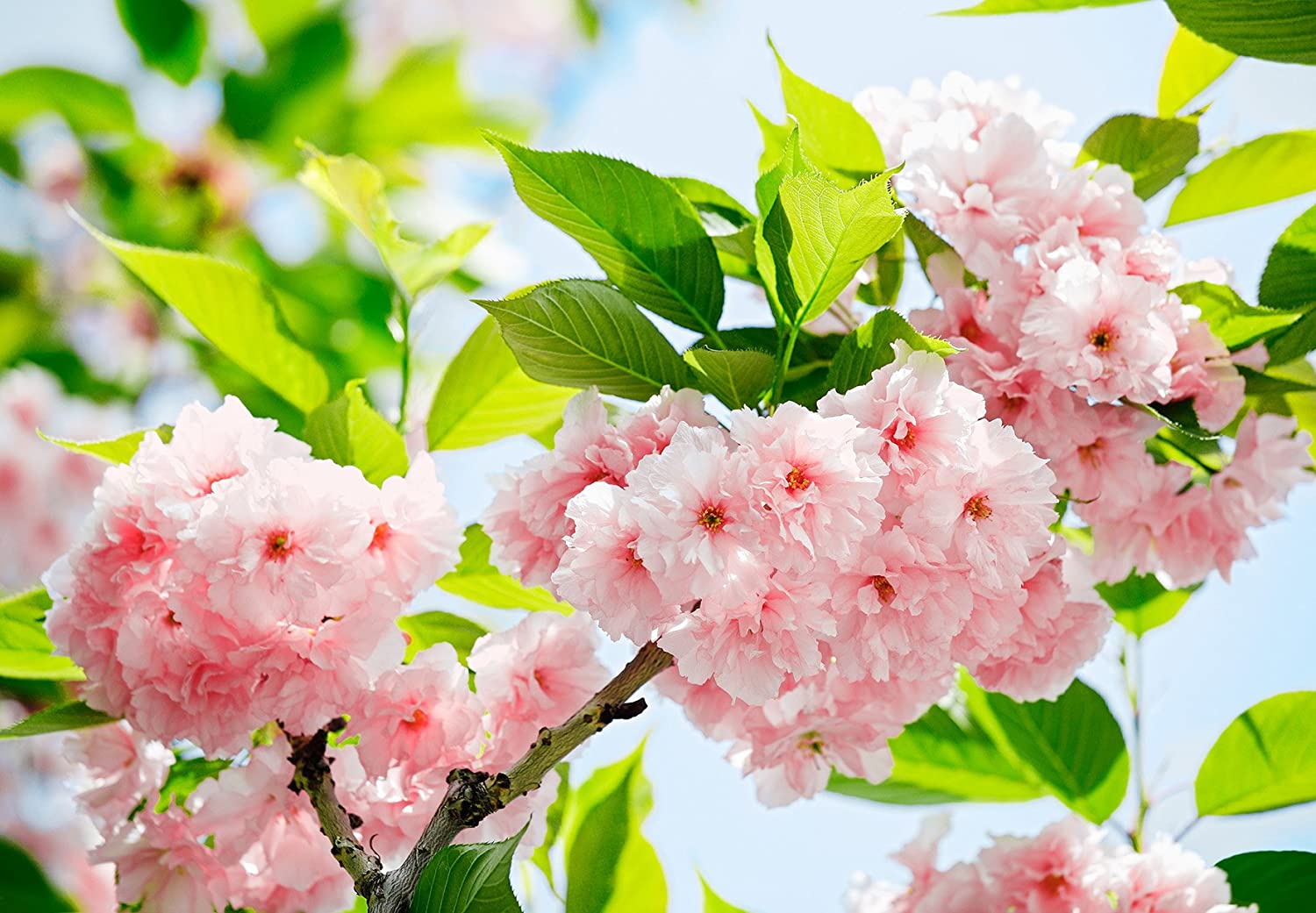 Posterdepot Photo Wallpaper Japanese Cherry Blossom Tree Flower Close Up
