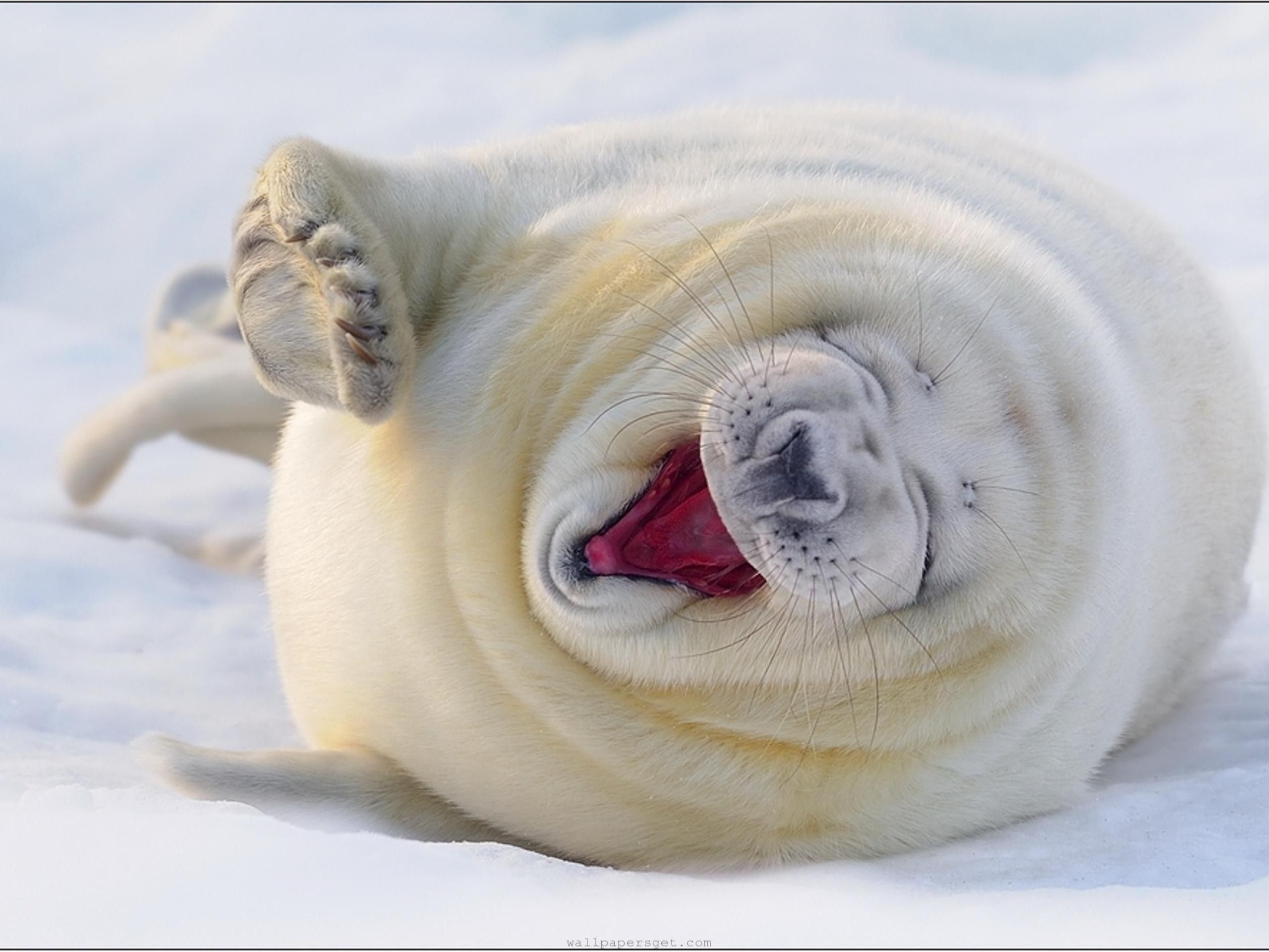 Fat Baby Harp Seals