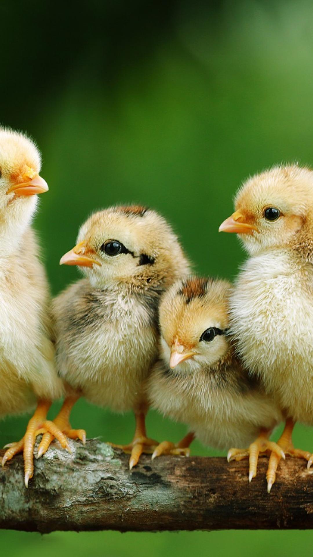 Baby Chickens Wallpapers - Wallpaper Cave