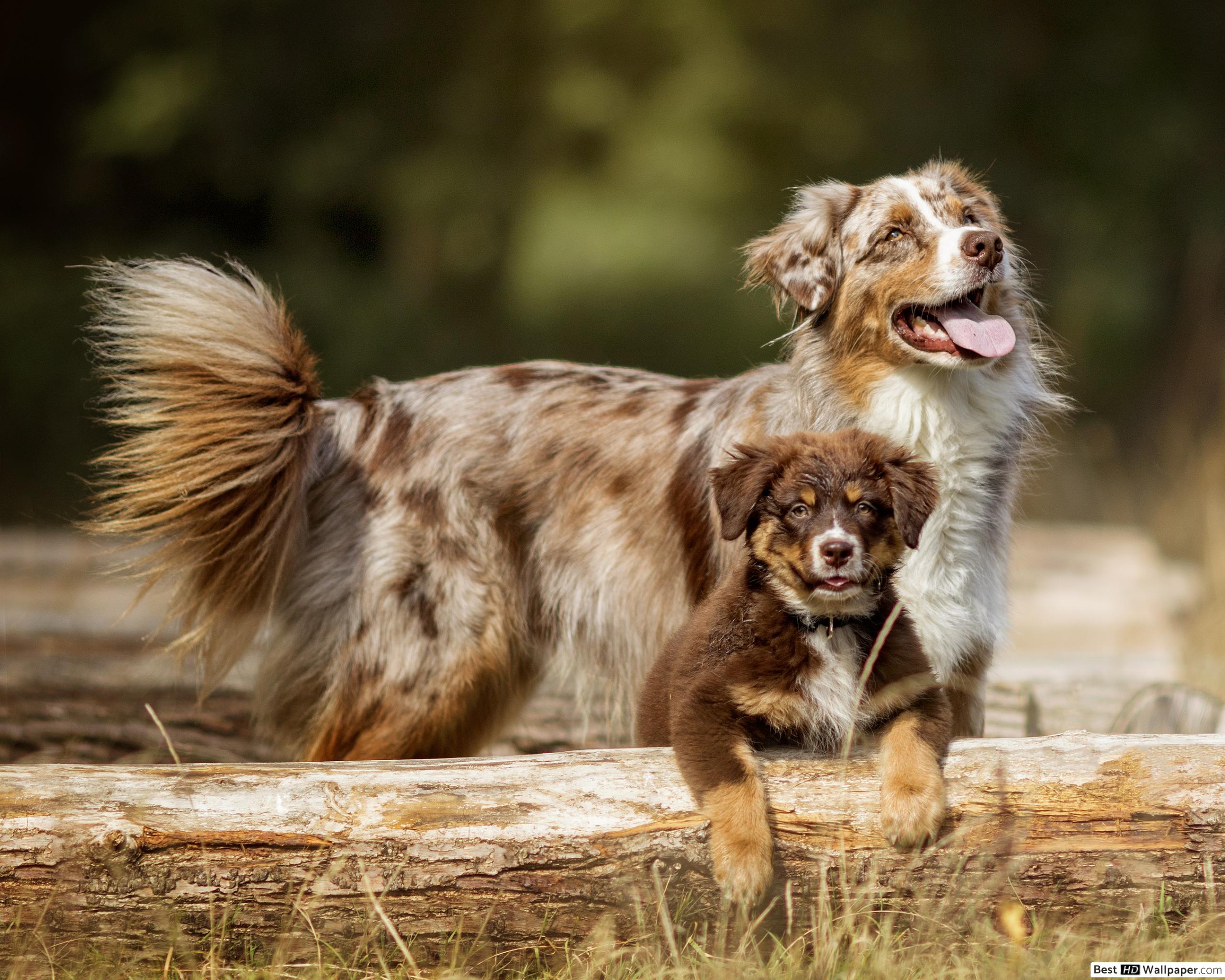 Australian Shepherd Puppy Wallpapers - Wallpaper Cave