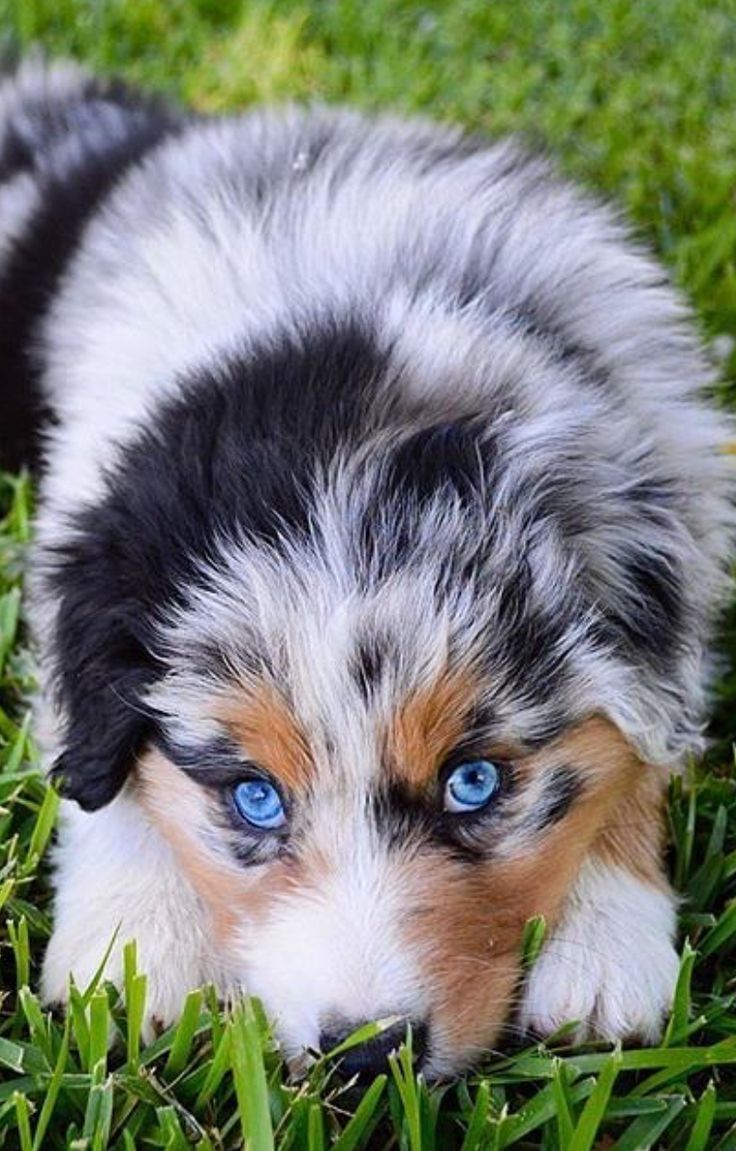 cute australian shepherd puppies Puppies Photo