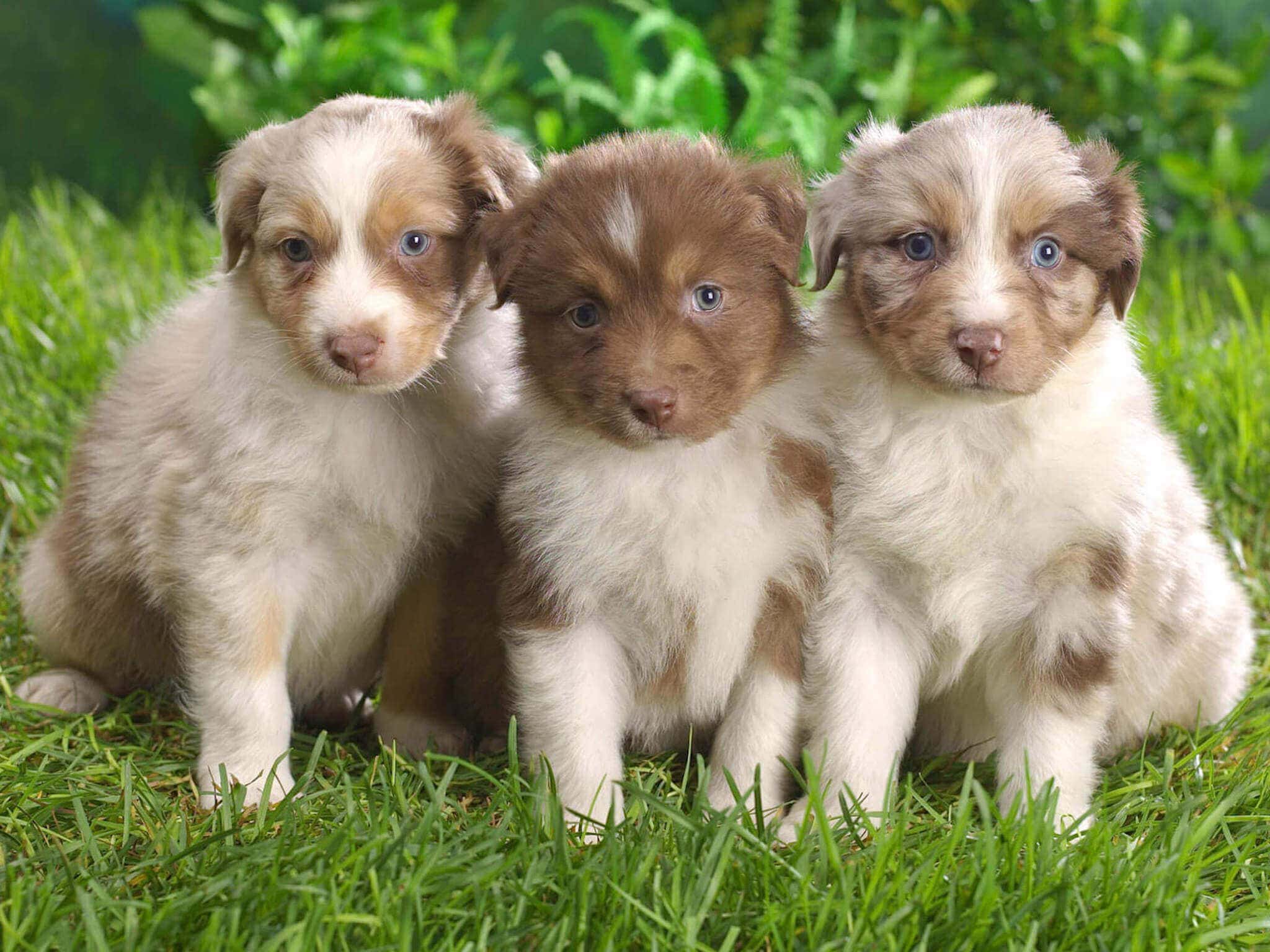 Australian Shepherd Puppy Wallpapers - Wallpaper Cave