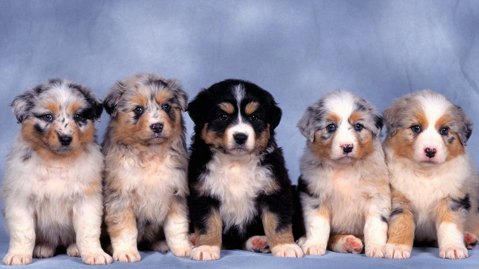 Animal Australian Shepherd Baby Animal Dog Puppy Wallpaper:1920x1080