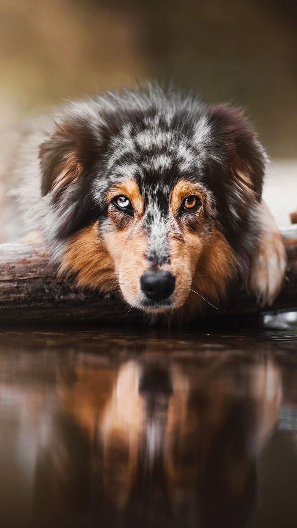 Australian Sheperd Dog Food Image