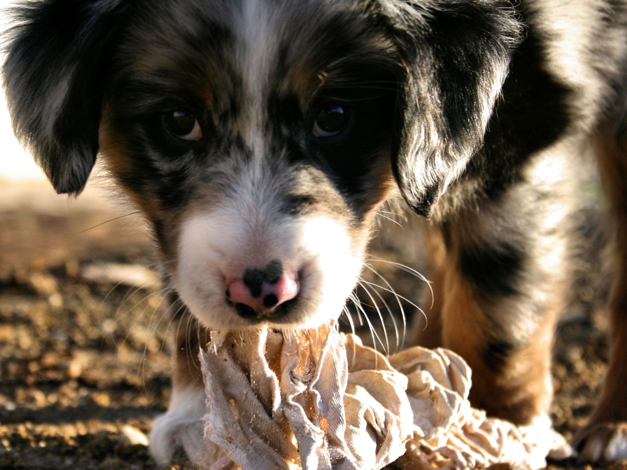 australian shepherd puppy Desktop Wallpaperk HD