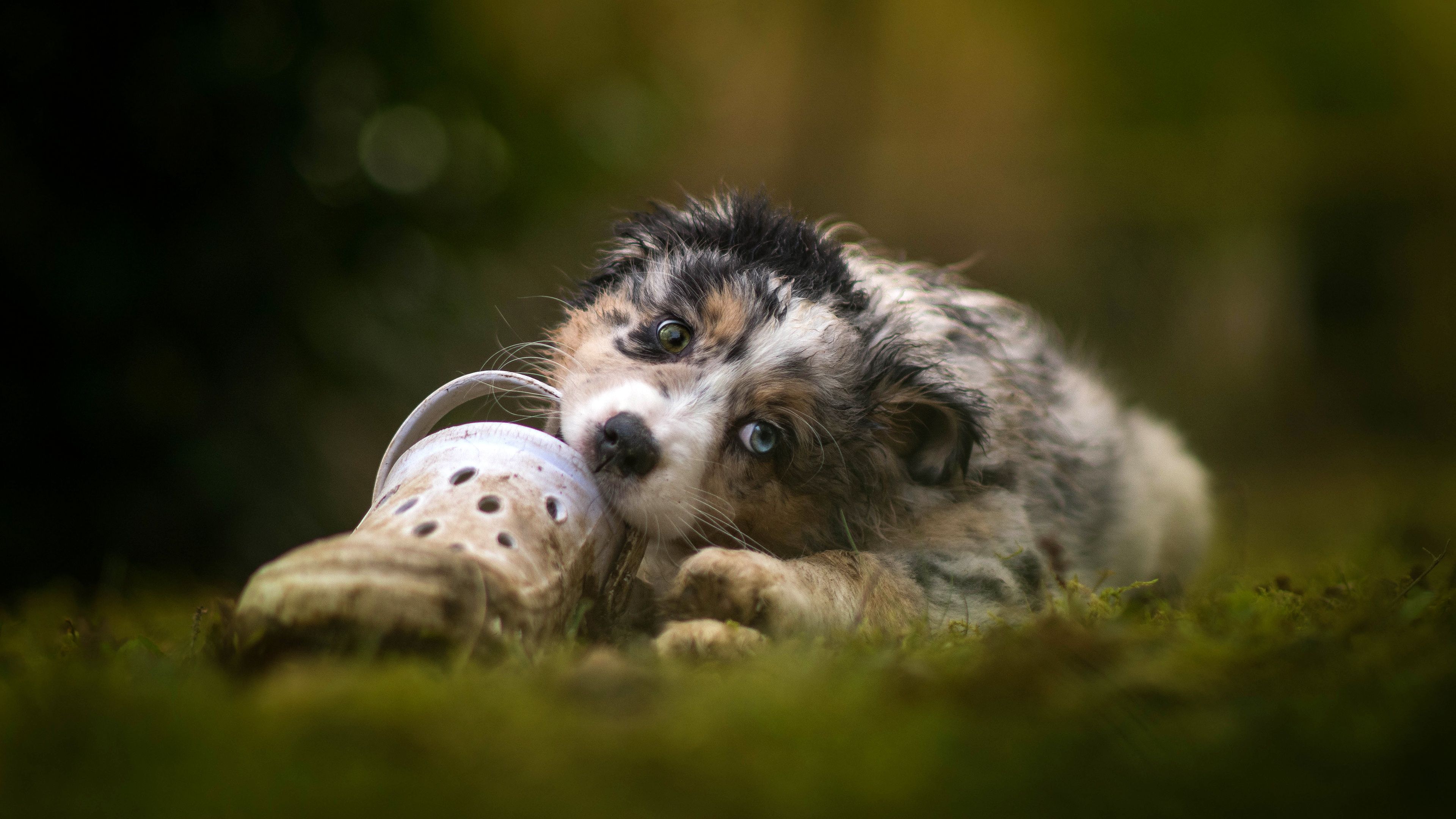 Australian Shepherd Puppy Wallpapers - Wallpaper Cave