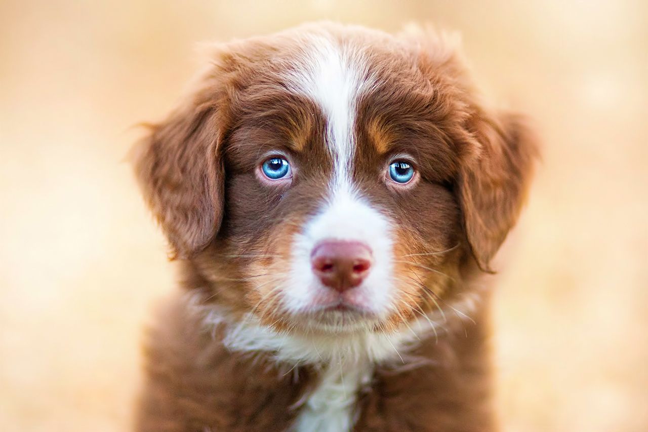 Wallpaper Puppy Australian Shepherd dog Animals