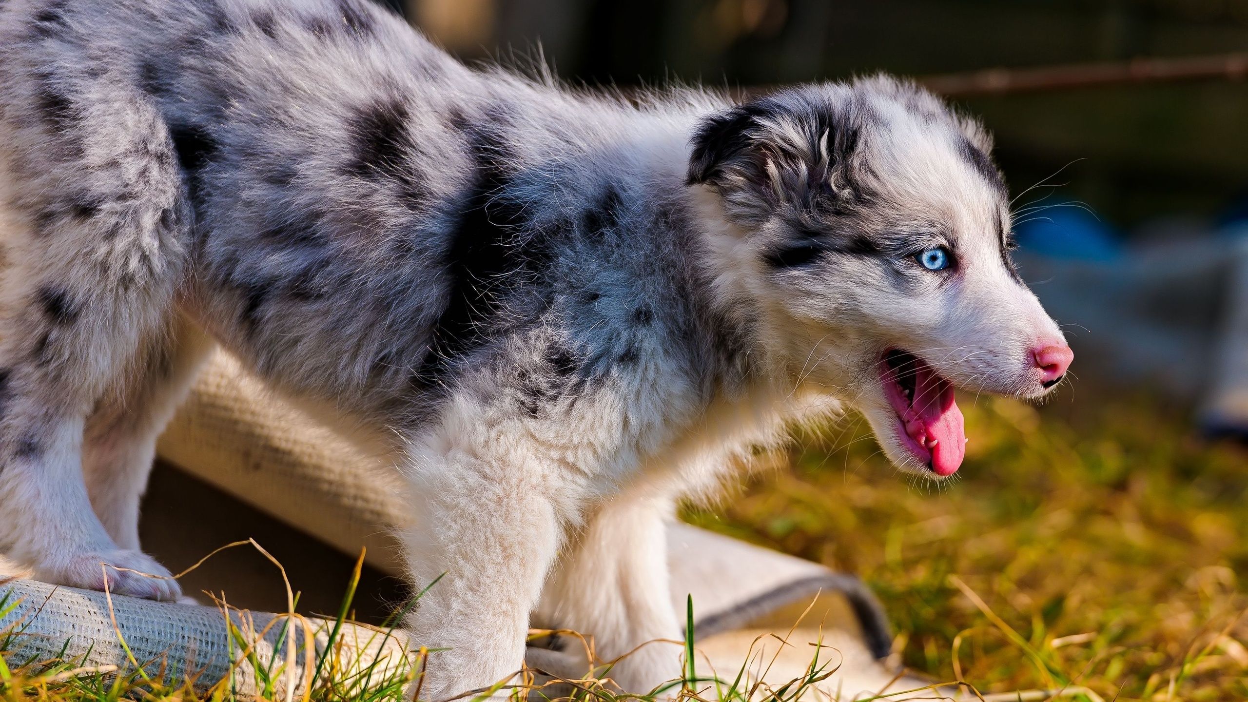 Australian Shepherd Puppy Wallpaper