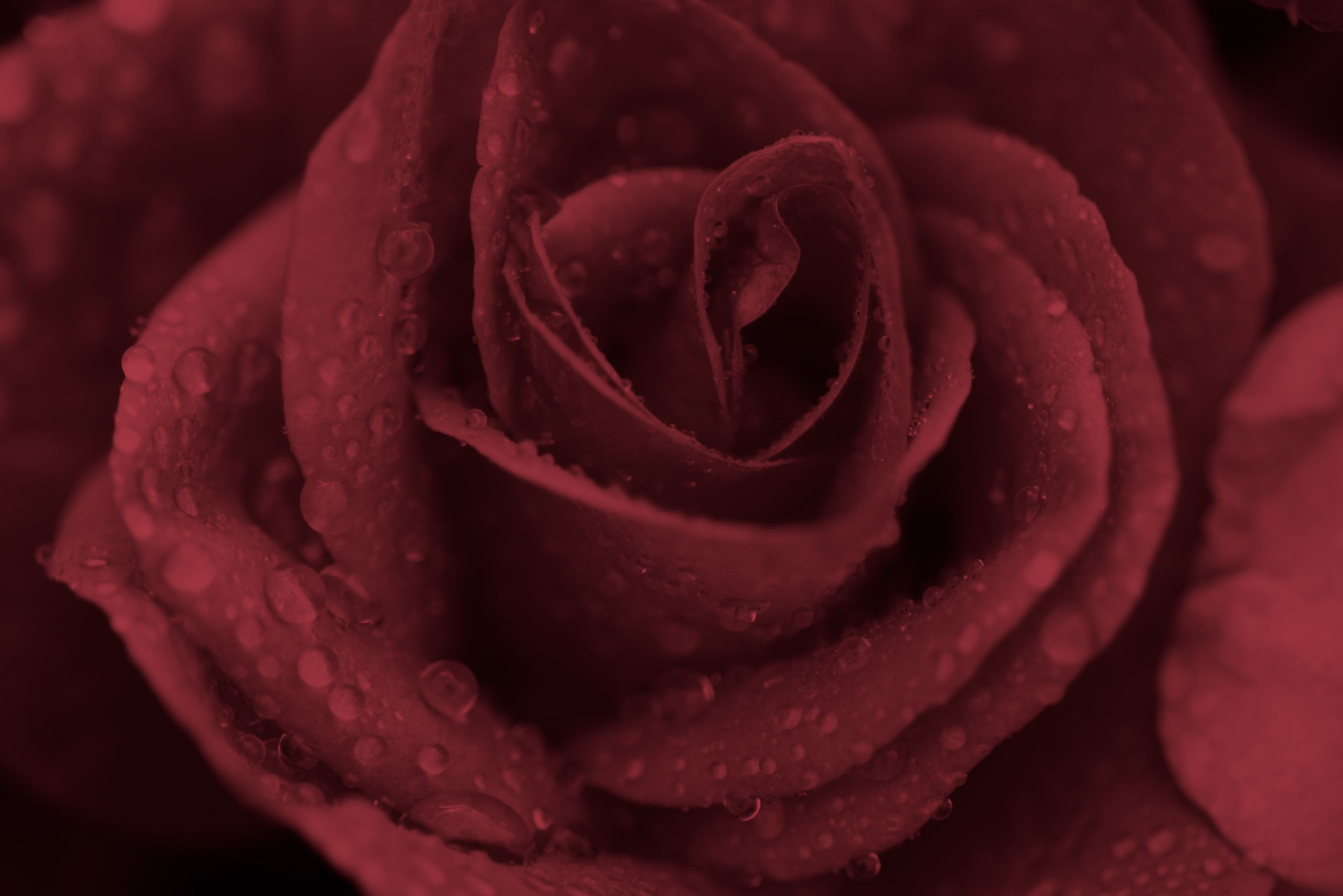Dusty Rose Desktop Background. Vintage Rose Wallpaper, Victorian Rose Wallpaper and Rose Wallpaper