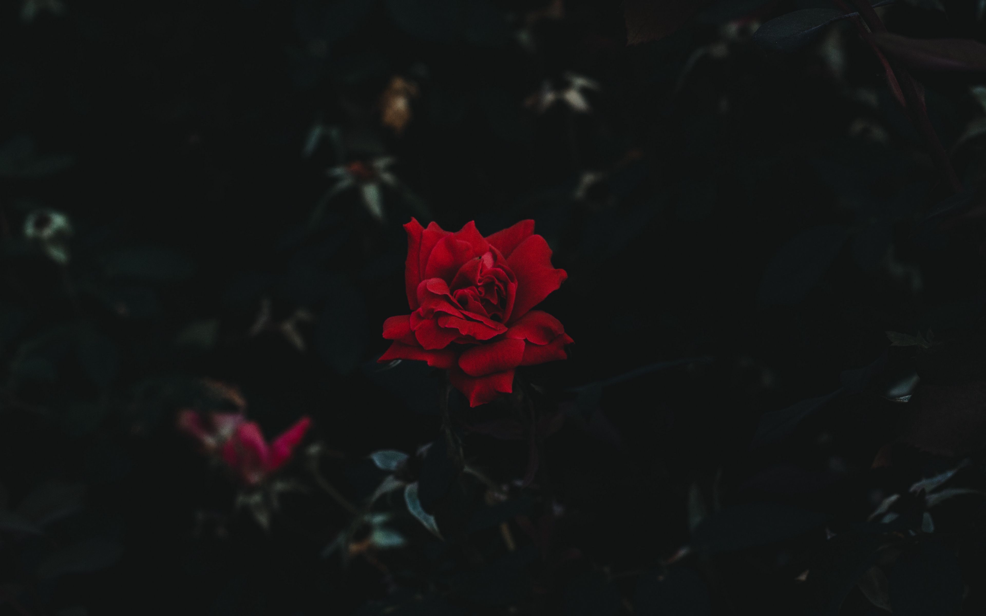 4k Wallpaper Black Rose