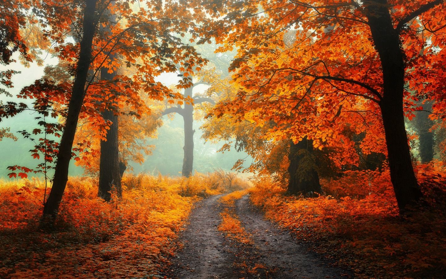 Autumn Wallpaper 1440x900