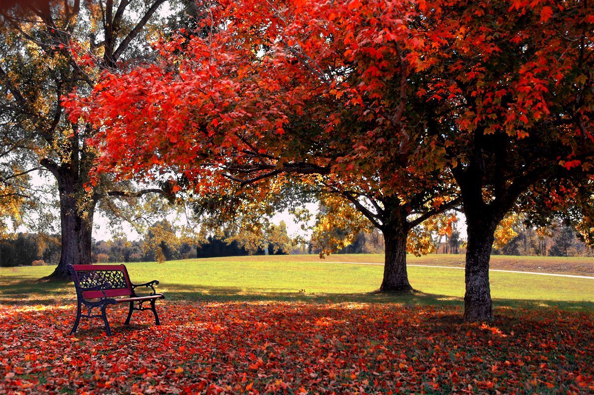 ruby fall. Fall desktop background, Nature wallpaper, Nature desktop