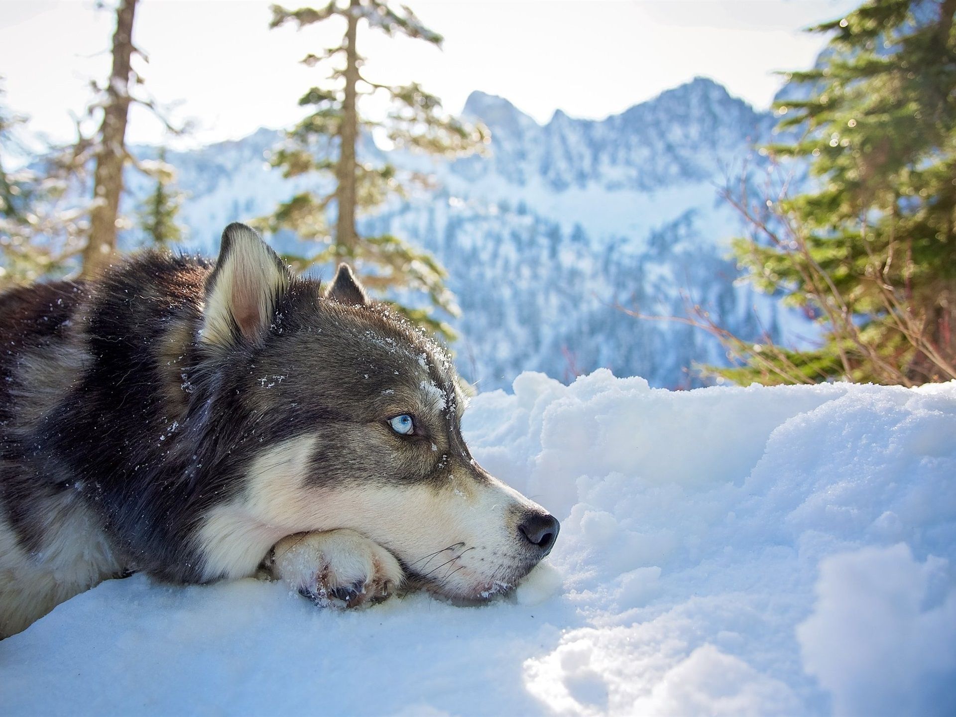Wallpaper Husky dog, head, winter, snow 1920x1440 HD Picture, Image