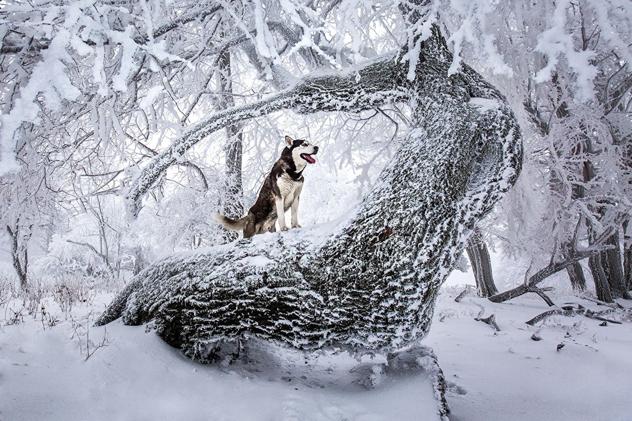 Desktop Wallpaper Husky dog Winter Nature Snow Trunk tree animal