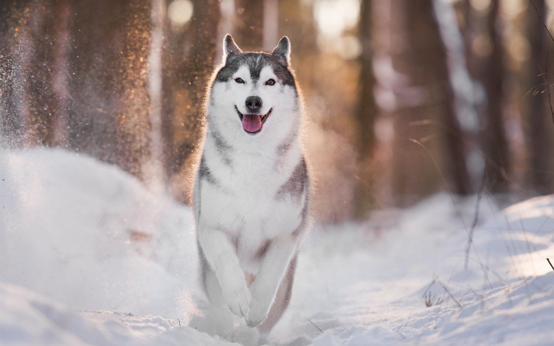 Wallpaper Husky dog walk in the snow, winter, backlight 1920x1200 HD Picture, Image