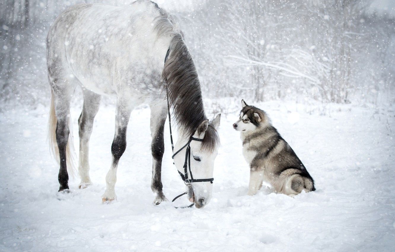 Wallpaper winter, snow, horse, husky image for desktop, section животные
