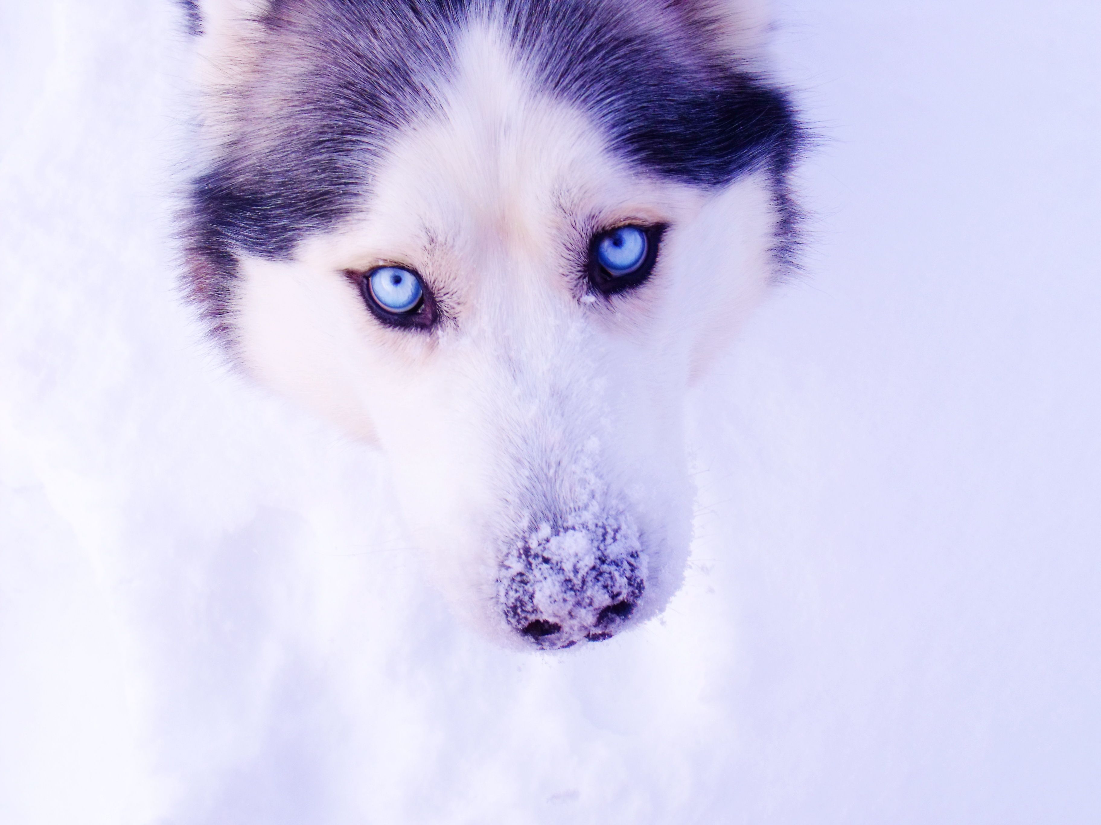 Husky eyes snow winter wallpaperx2736