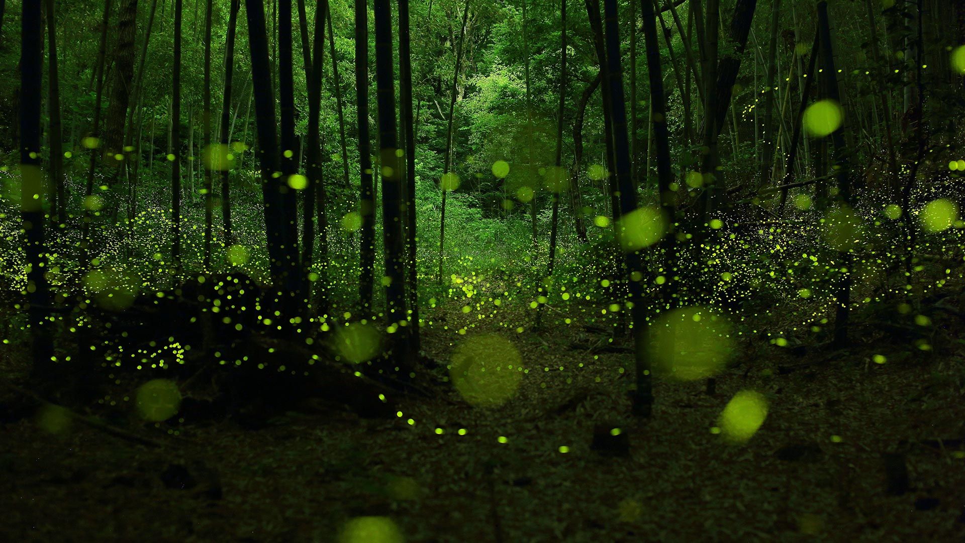 Wild dance of golden fairies, fireflies in bamboo forest, Nagoya, Japan. Windows 10 Spotlight Image