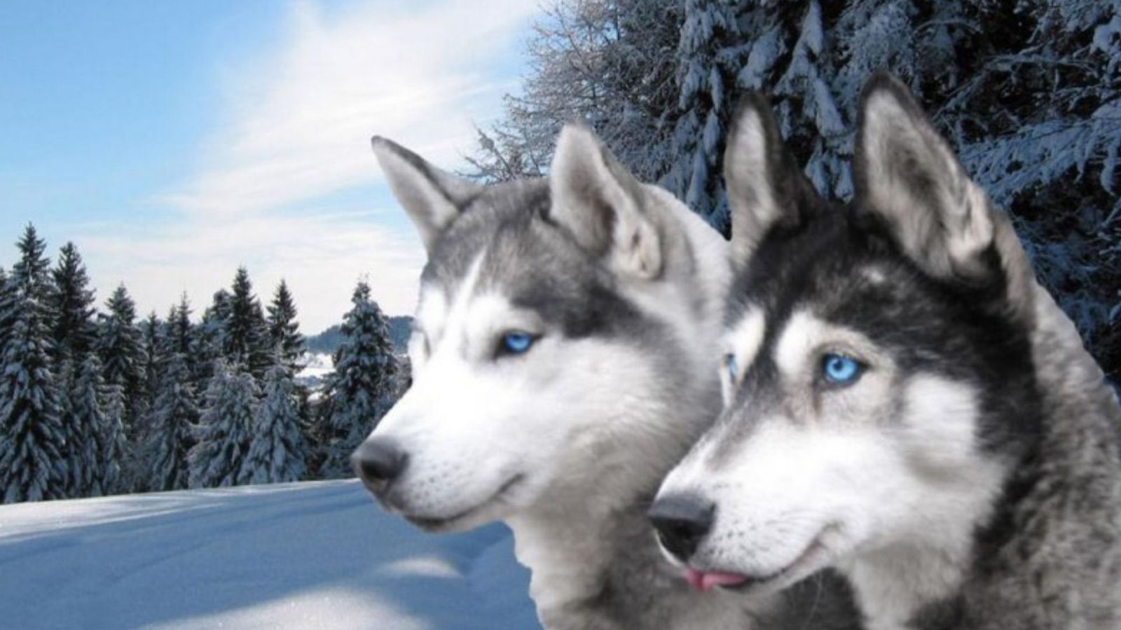 Animal Dog Husky Siberian Winter Wallpaper:1600x900